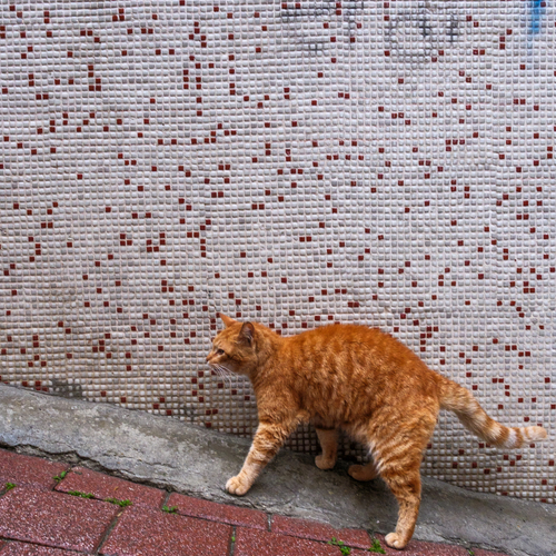 Photo #14021671