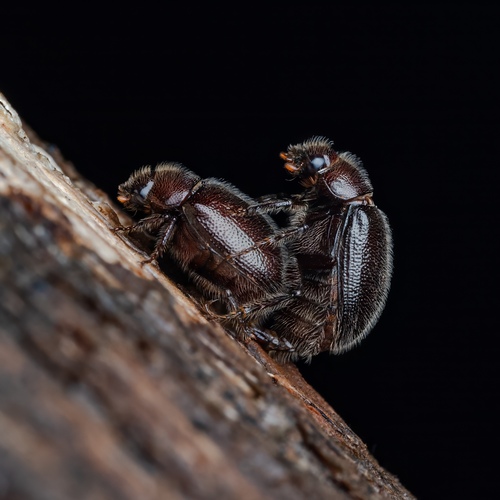 Photo #14022295