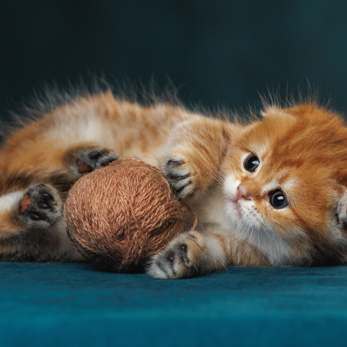 Photo #14022743