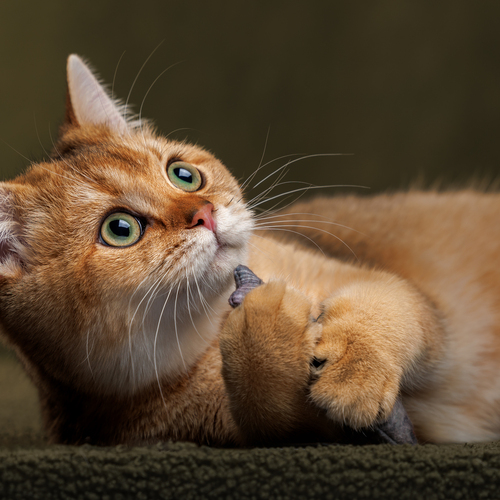 Photo #14022884