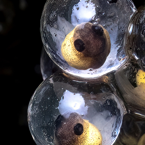 Life Emerging In a Tiny 2mm Shell