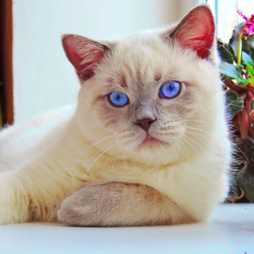 Кот Зевс