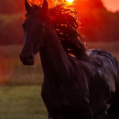 Photo #14024453
