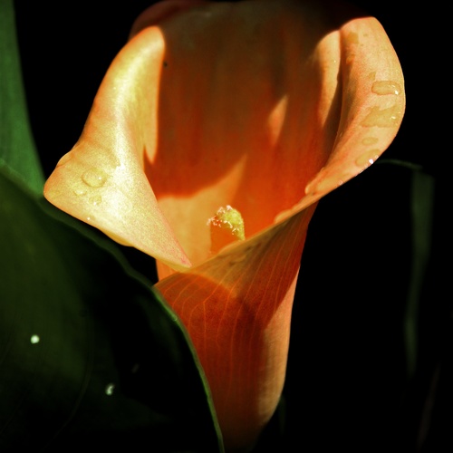 Photo #14024720