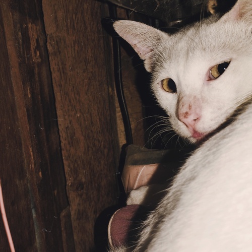 Meet Tipu, my sweet feline companion
