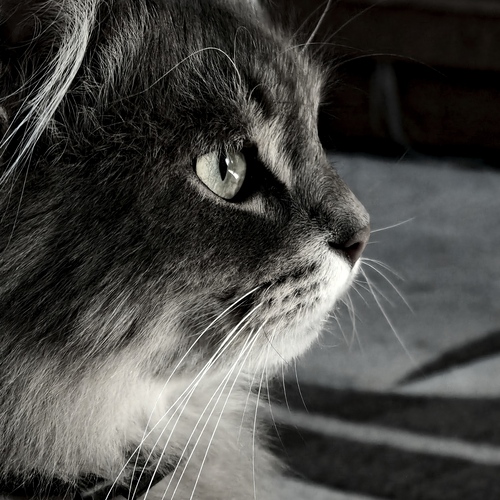 Photo #14025233