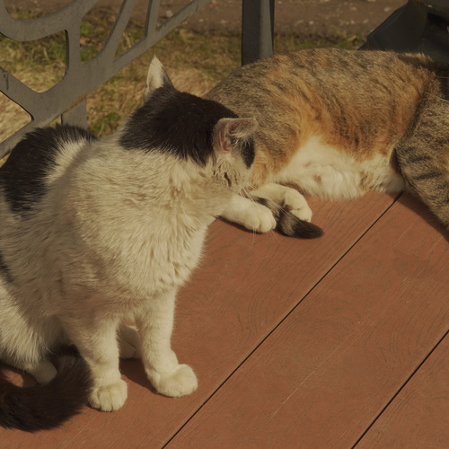 Photo #14025260