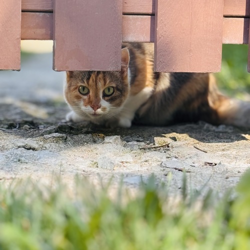 Photo #14025274