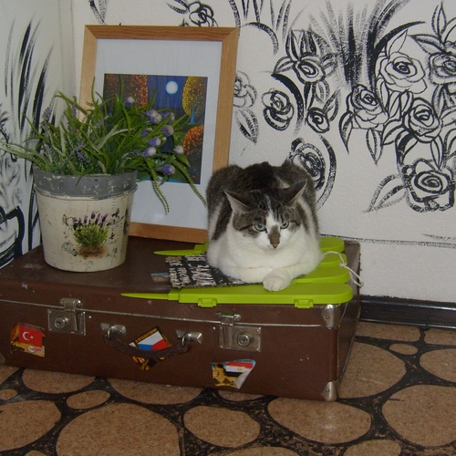 Photo #14025304