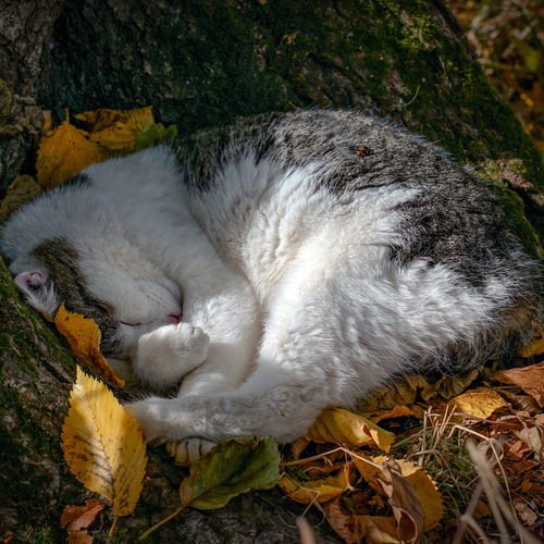 Photo #14025306