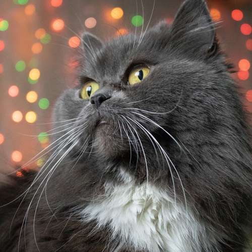 Photo #14025317