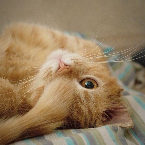 Photo #14025346