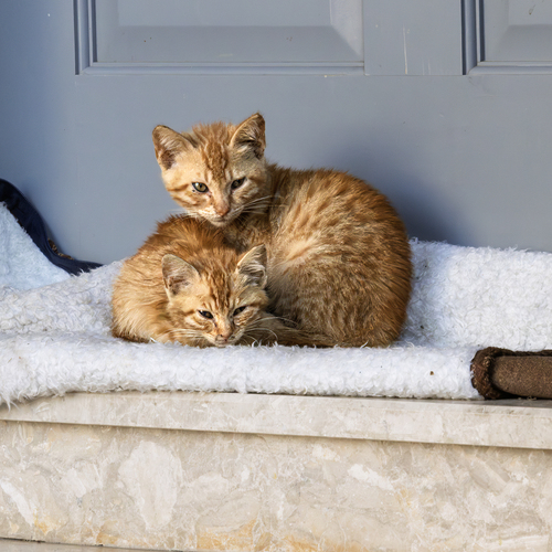 Photo #14025367