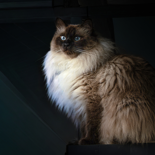 Photo #14025436