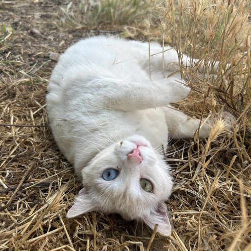 Photo #14025464
