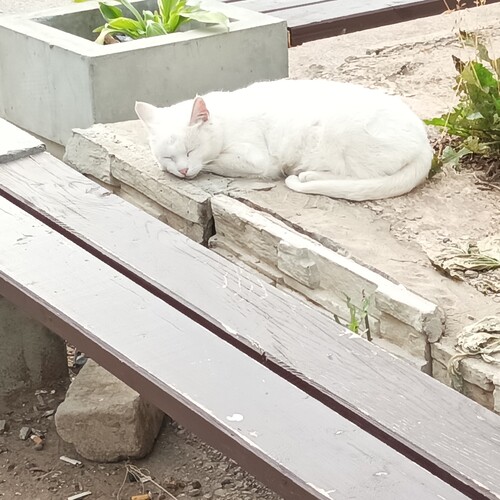 Photo #14025482