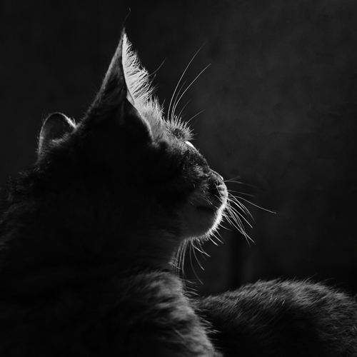 Photo #14025505