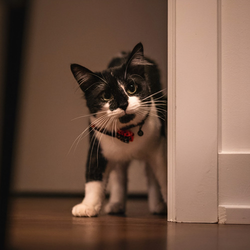 Doorway Curiosity and the Glimpse of Discovery