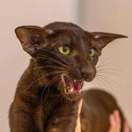 Photo #14025588