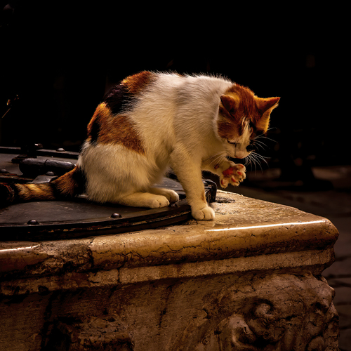 Photo #14025728