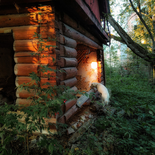 Photo #14025786