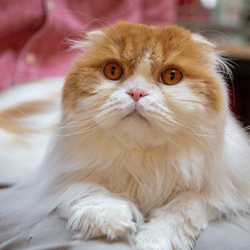 Photo #14025862