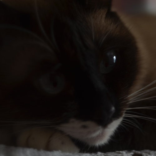 Photo #14025876