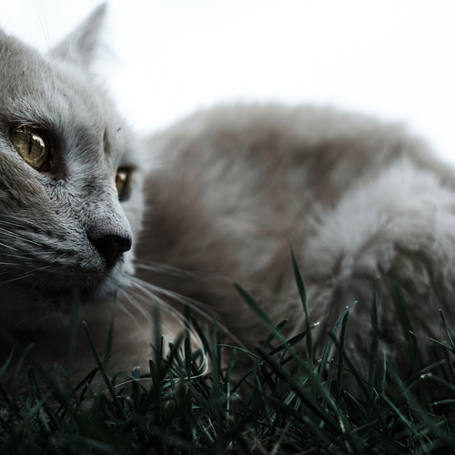 Кот в траве
