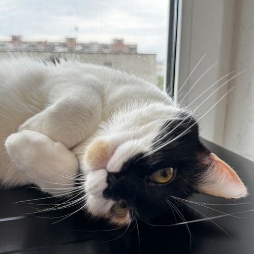 Photo #14026049