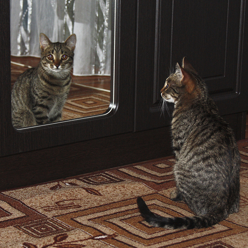 Photo #14026175