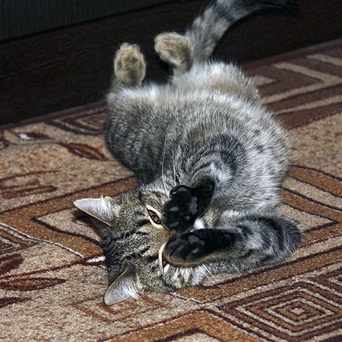 Photo #14026194