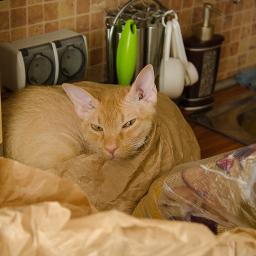 Photo #14026210