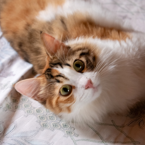 Photo #14026367