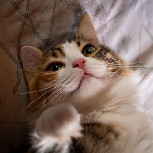 Photo #14026378