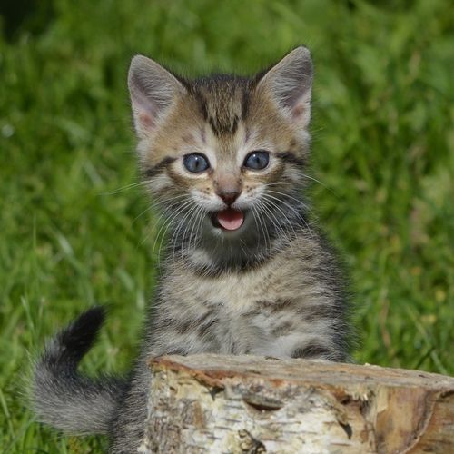 Photo #14026385