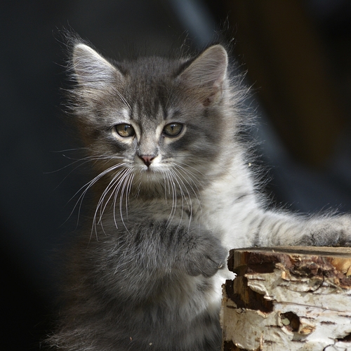 Photo #14026386