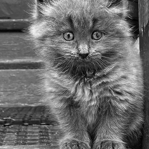 Photo #14026389