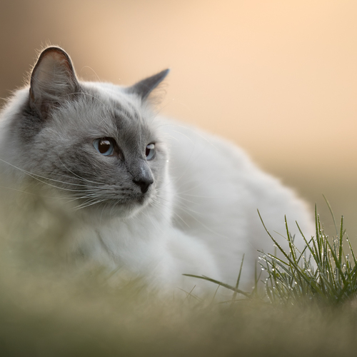 Photo #14026496