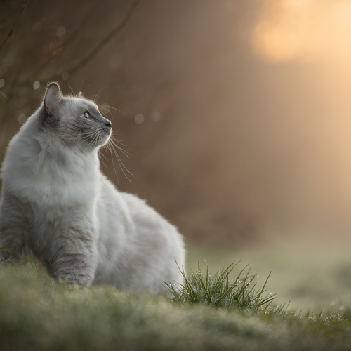 Photo #14026500