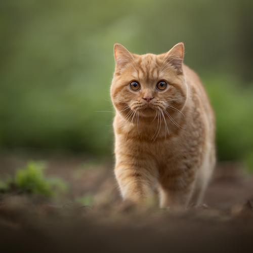 Photo #14026504