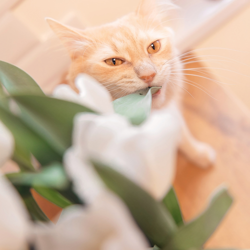 Photo #14026519