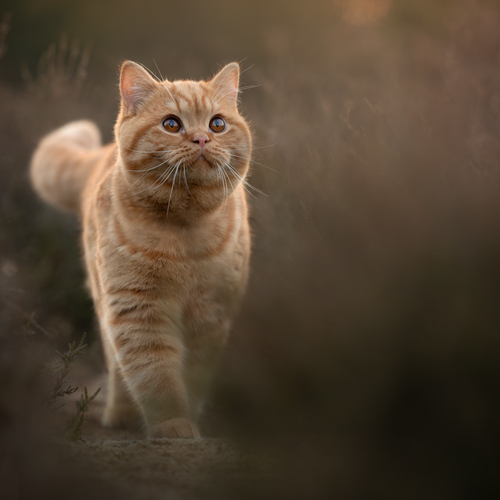 Photo #14026524
