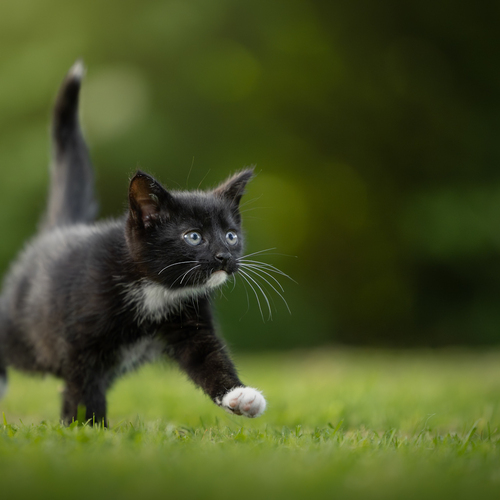 Photo #14026525