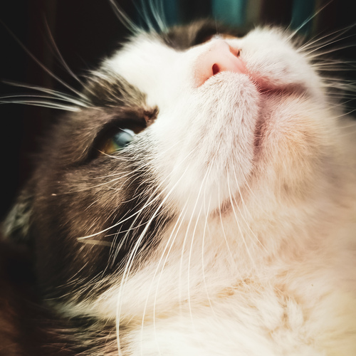 Photo #14026530