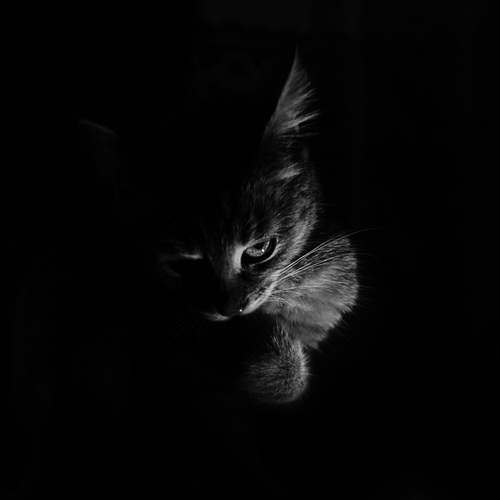 Photo #14026590