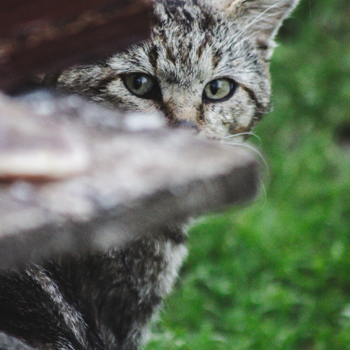 Photo #14026654