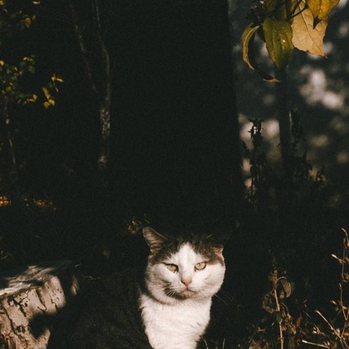 Photo #14026685