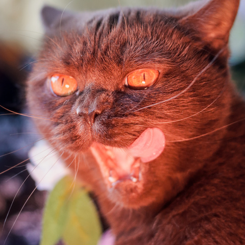 Photo #14026722