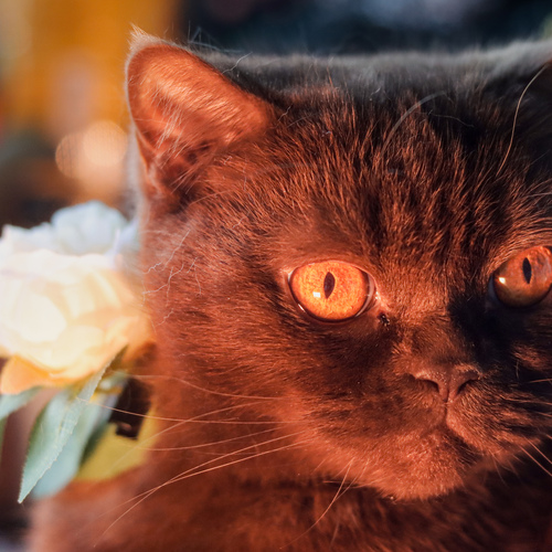 Photo #14026724