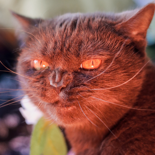 Photo #14026727